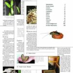 Sample pages from Breeding Insects for feeder food