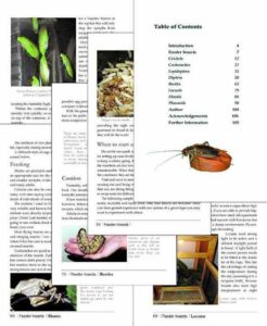 Sample pages from Breeding Insects as feeder food