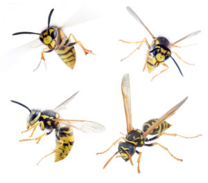 Sample blog about wasps showing 4 wasps