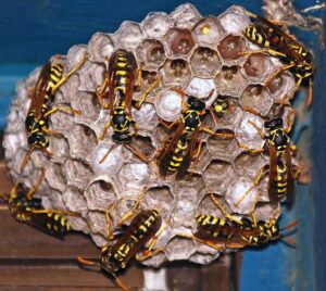 Sample blog about wasps showing a nest