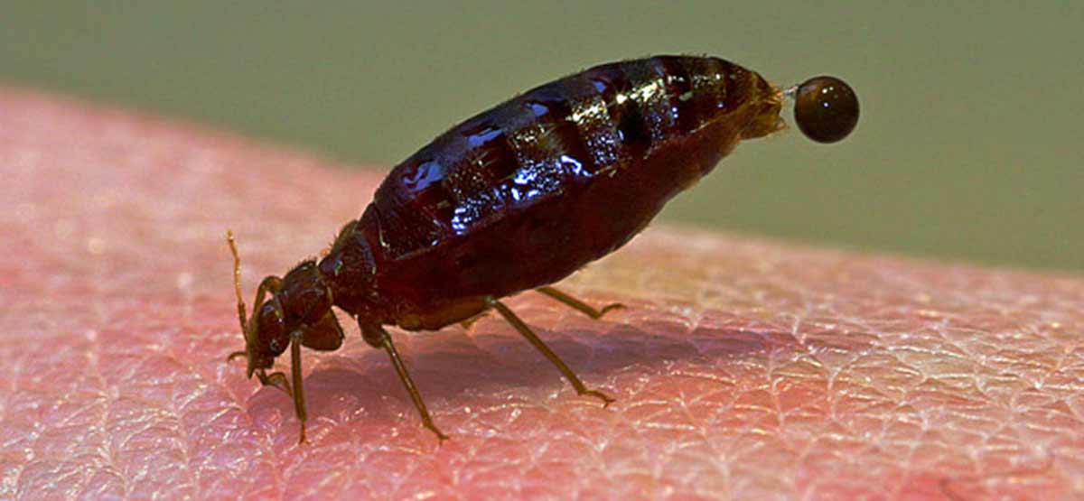 Bed bug curse of feeding on blood