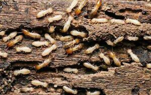 Termites in NE Florida chewing on damp wood