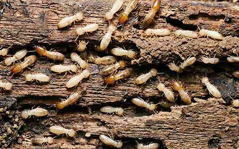 Termites in NE Florida chewing on damp wood