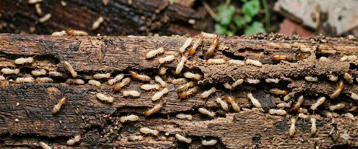 Formosan termites in Northeast Florida