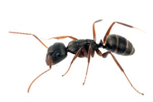 Pest control articles about Ants