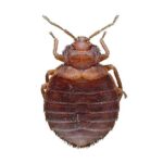 boost your profits by writing about bedbugs