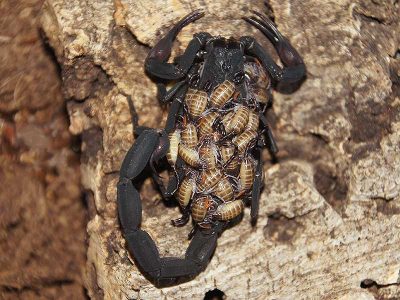 Florida bark scorpion carrying young on its back during lifecycle observation