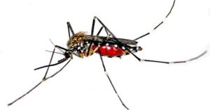 Pest Control Blog mosquito