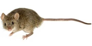 A mouse