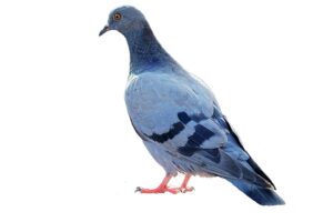 Pest control articles about Pigeons