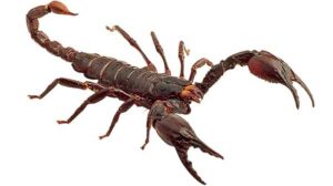 writing pest control content about scorpions