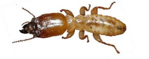 Pest control blogs about termites