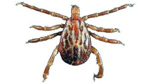 writing pest control content about ticks