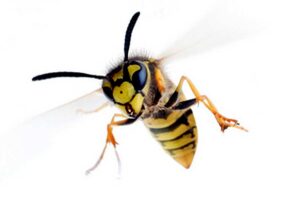 Pest control articles about wasps